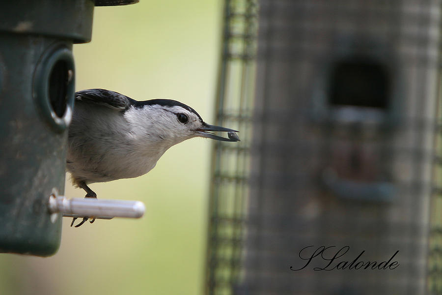 Bird Photograph - Nuthatch by Sarah  Lalonde