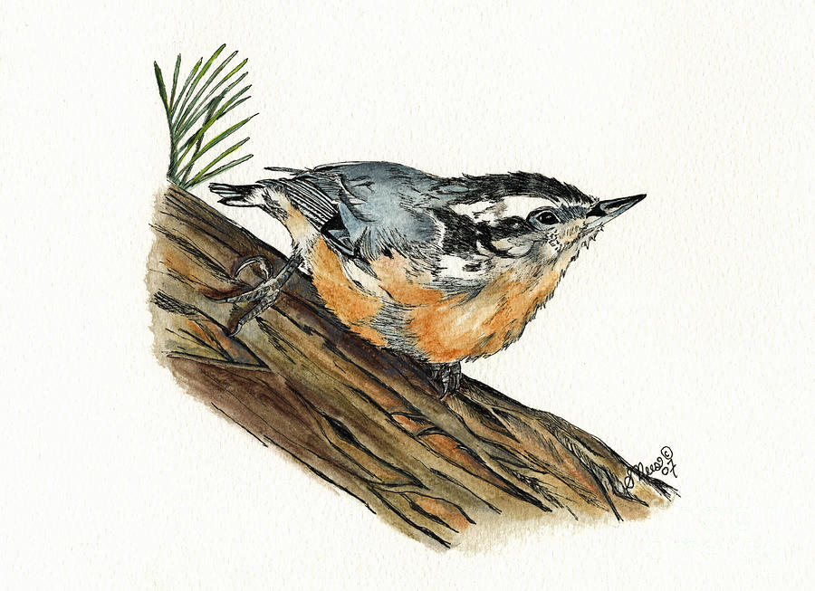 Nuthatch Painting by Shari Nees