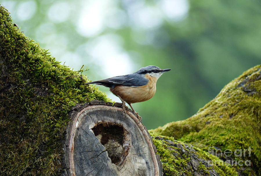 Nuthatch - Sitta europaea Photograph by Phil Banks