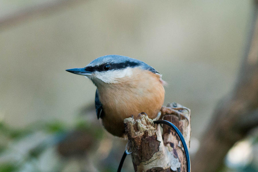 Nuthatch Photograph - Nuthatch by Steve McMillan