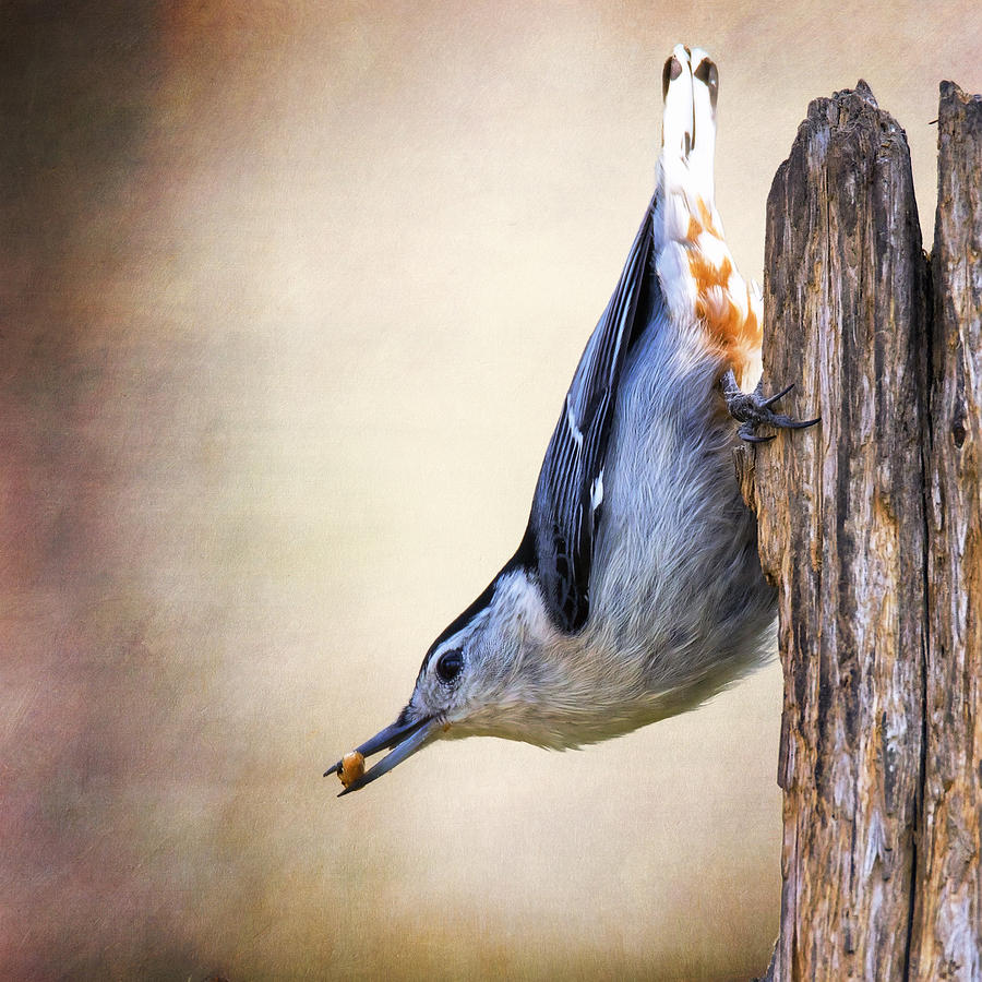 Nuthatch Trajectory Photograph by Bill and Linda Tiepelman