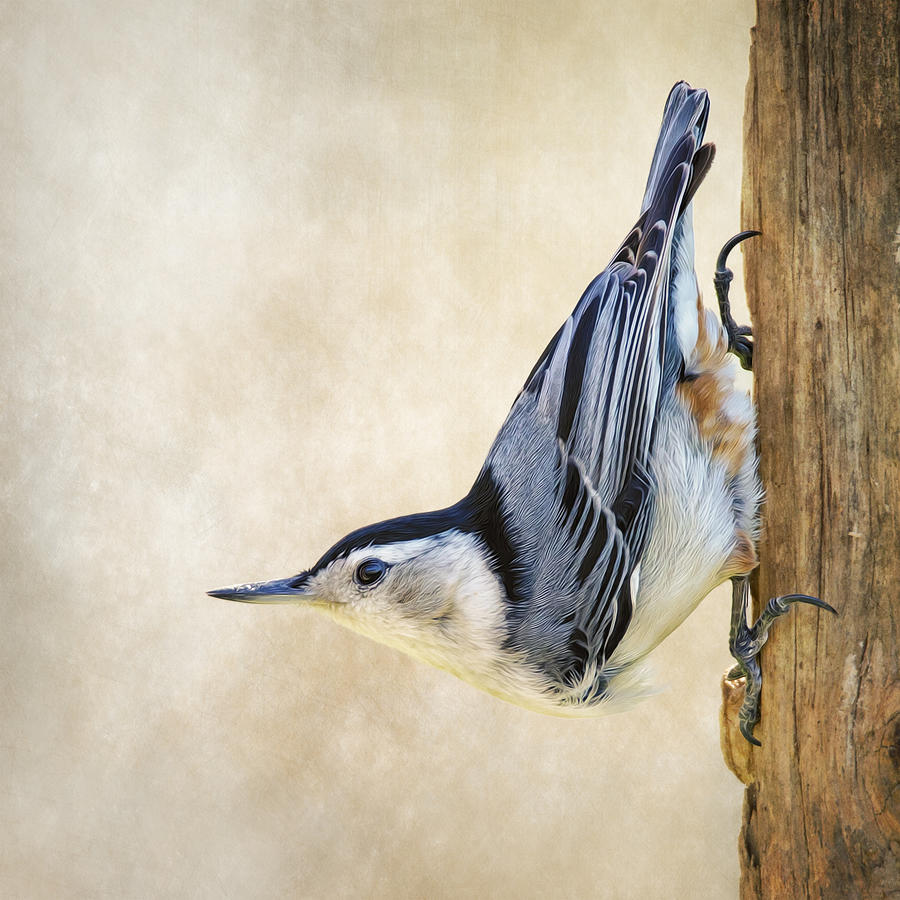 Nuthatch Up Close and Personal Photograph by Bill and Linda Tiepelman
