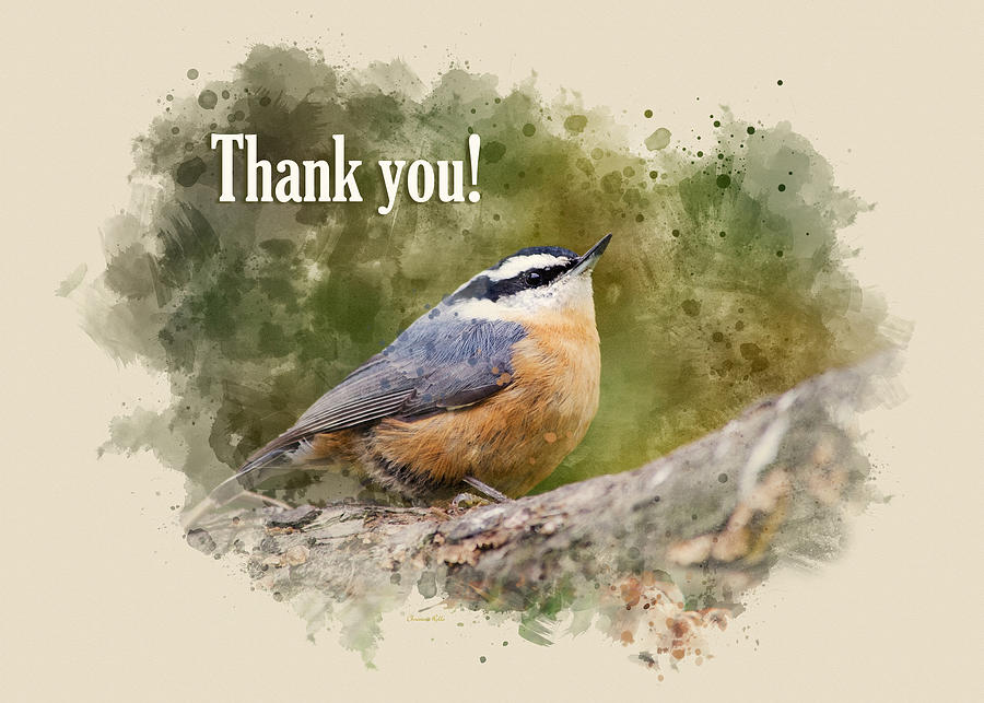 Nuthatch Watercolor Thank You Card Mixed Media by Christina Rollo
