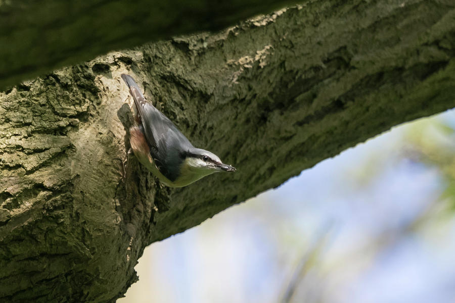 Nuthatch Photograph by Wendy Cooper