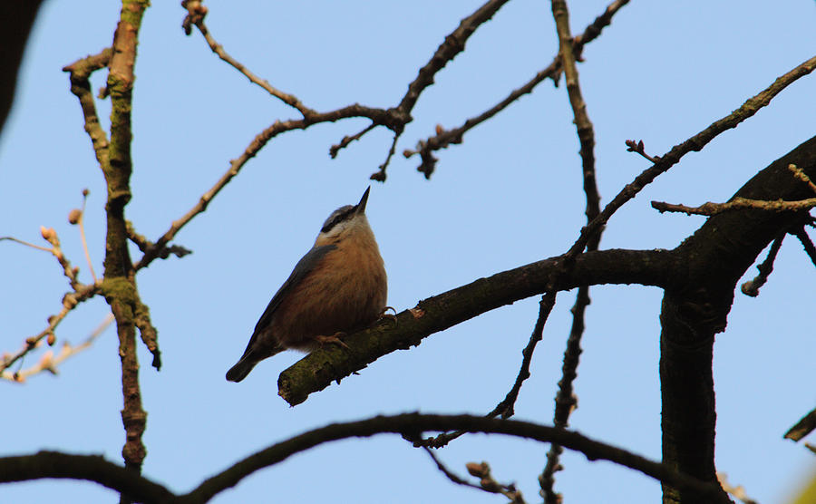 Nuthatch With Head High Photograph by Adrian Wale