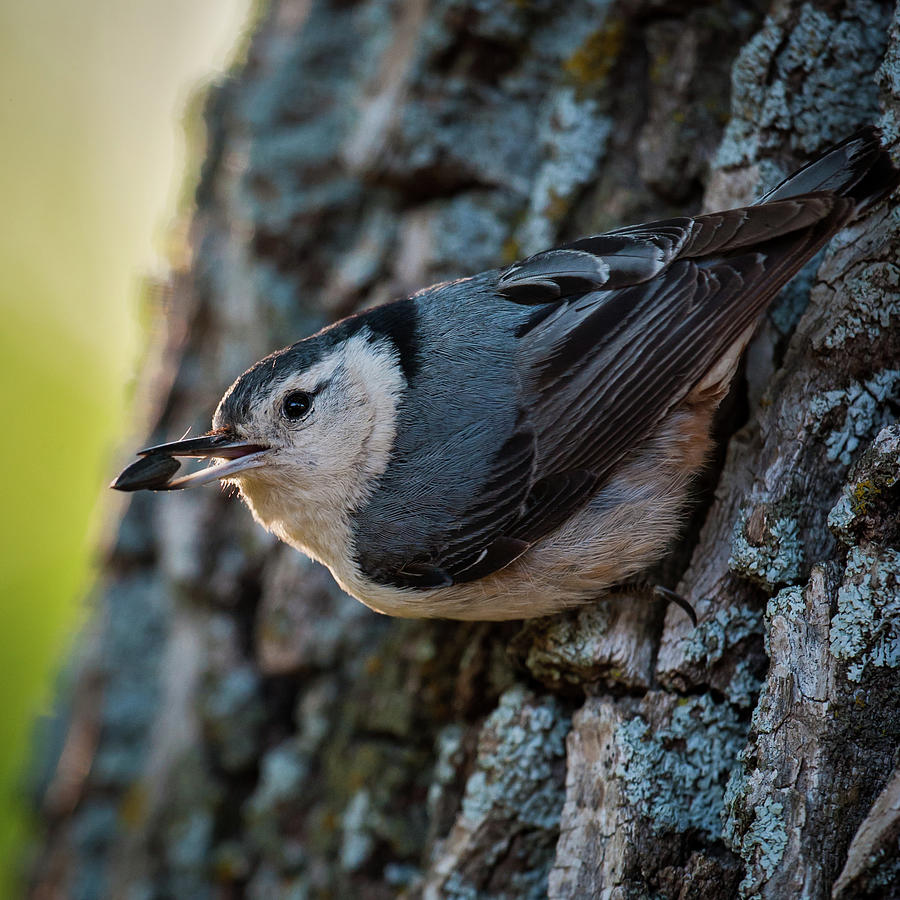 Nuthatch with Seed Photograph by Jeff Phillippi