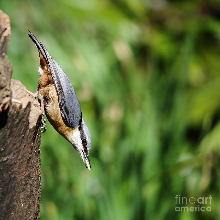 Nuthatch with seed Photograph by Maria Gaellman