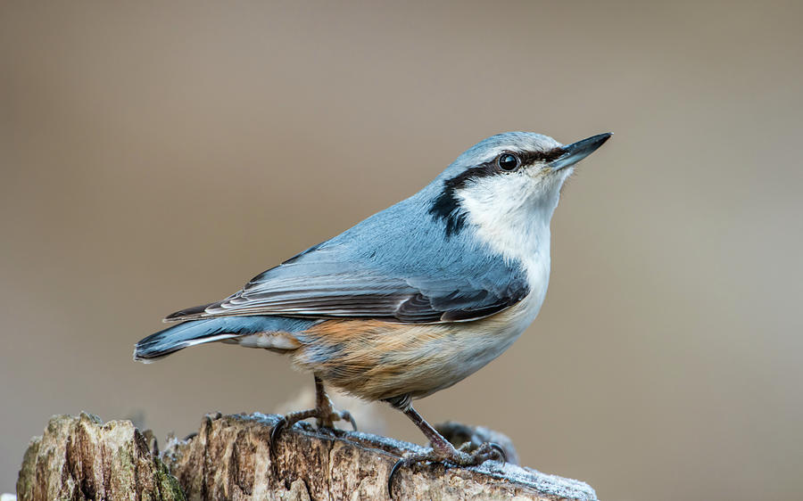 Nuthatchs pose Photograph by Torbjorn Swenelius