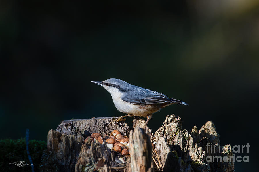 Nuthatchs Stump Photograph by Torbjorn Swenelius