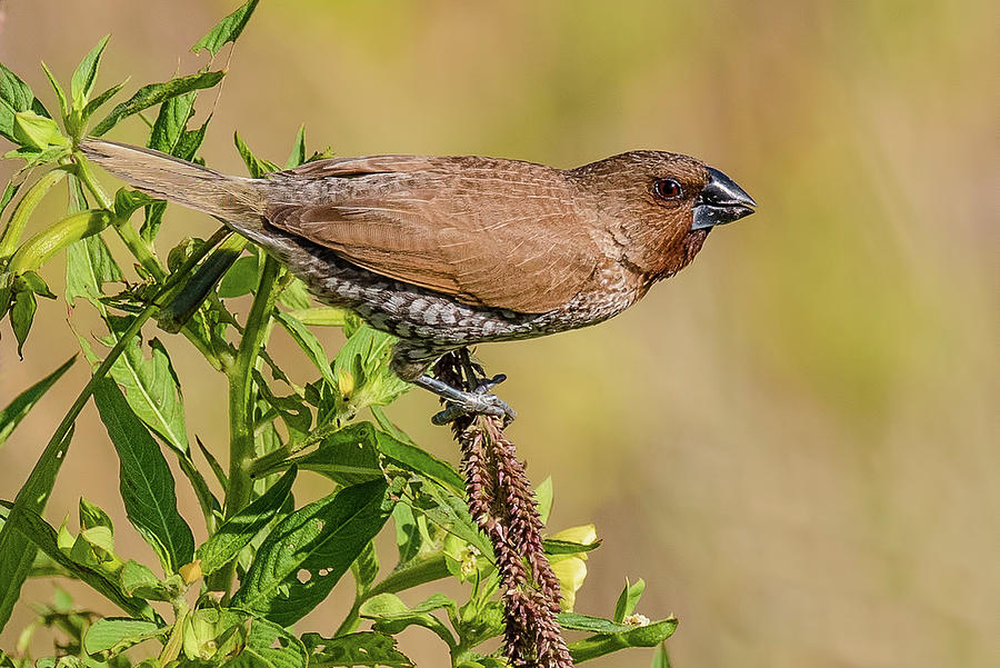 Nutmeg Mannikin Photograph by Morris Finkelstein Fine Art America