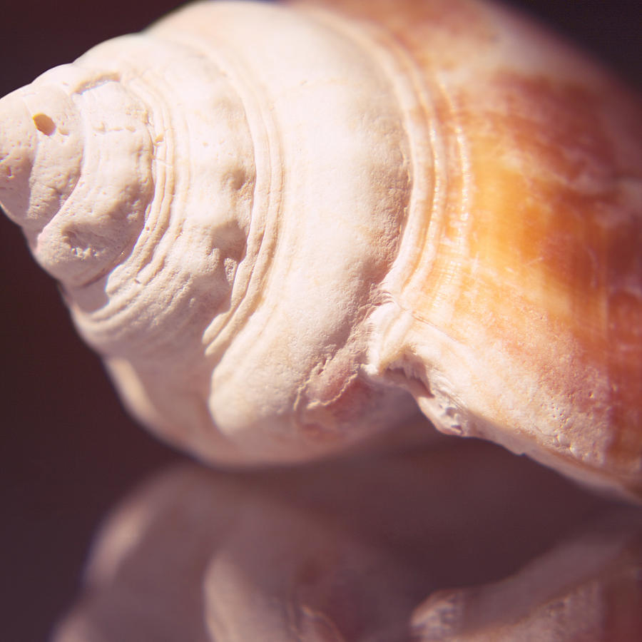 Nutmeg Shell Photograph by Hermes Fine Art