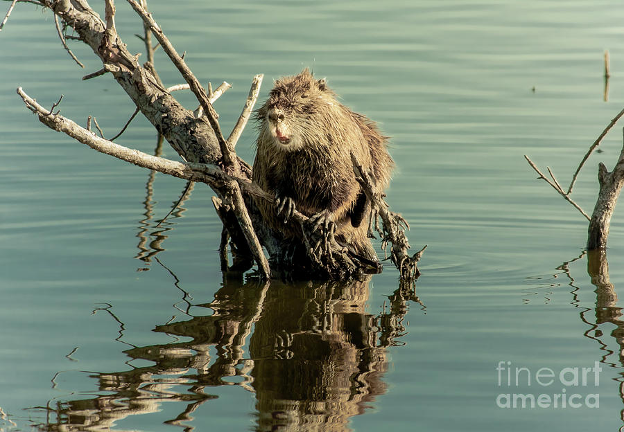 Nutria On Stick-Up Photograph by Robert Frederick
