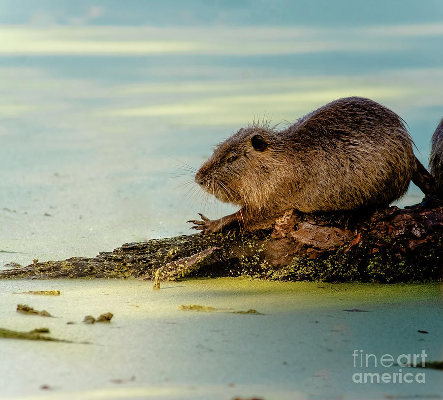 Nutria Photograph by Robert Frederick