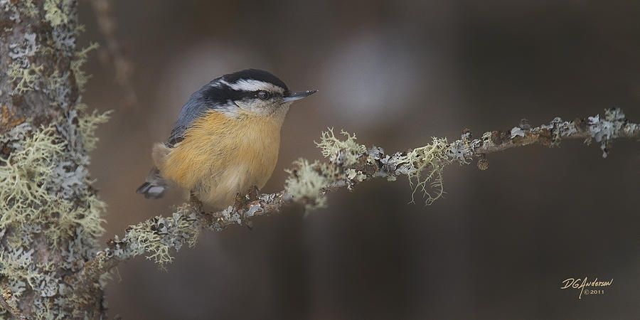 Nuts about Nuthatches Photograph by Don Anderson