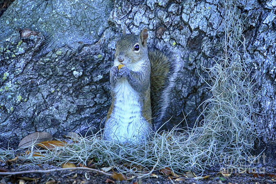 Wildlife Photograph - Nuts Anyone by Deborah Benoit