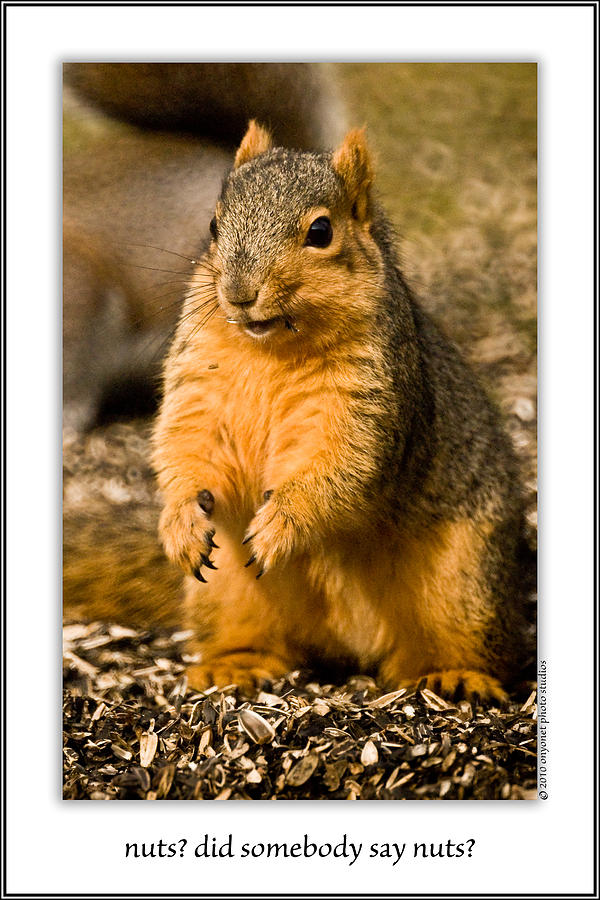 Nuts? Did Somebody Say Nuts? Photograph by Onyonet Photo studios