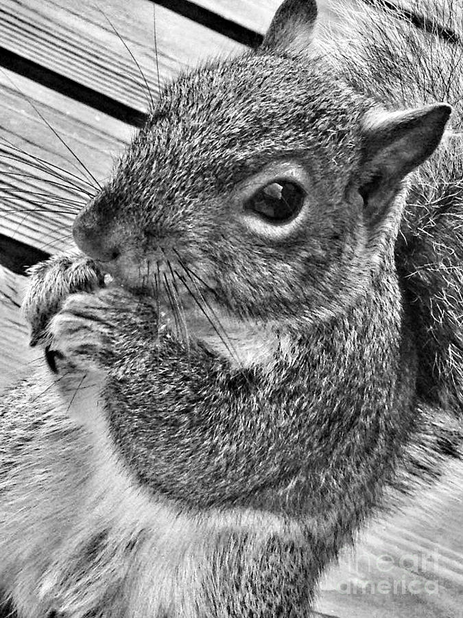 Black And White Photograph - Nuts for You by Chris Scroggins