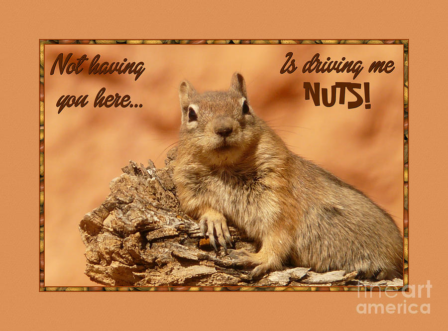 Animal Digital Art - Nuts Missing You by JH Designs