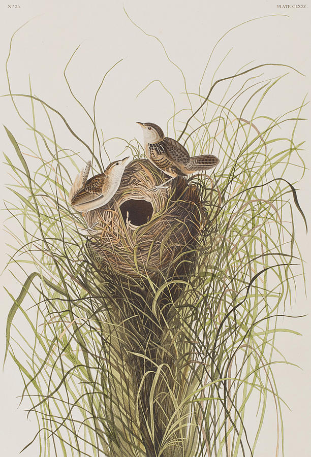 John James Audubon Painting - Nuttalls lesser-marsh Wren  by John James Audubon