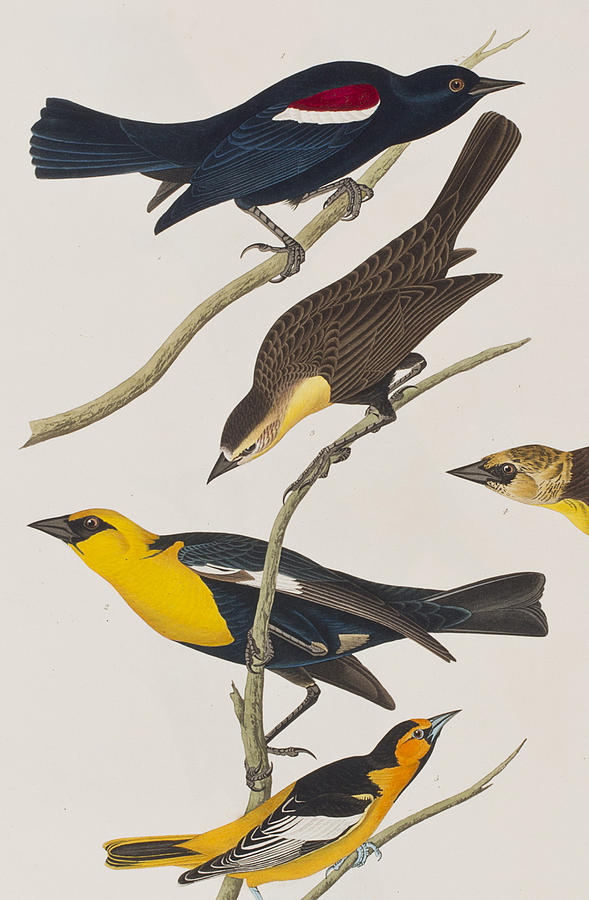 John James Audubon Painting - Nuttalls Starling Yellow-headed Troopial Bullocks Oriole by John James Audubon