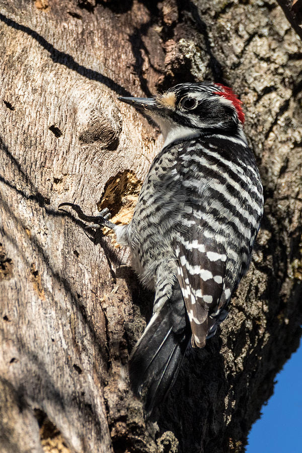 Nuttalls Woodpecker Photograph by Kathleen Bishop
