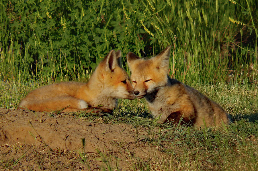 Nuzzle Buddies by Frank Vargo Nuzzle Buddies by Frank Vargo