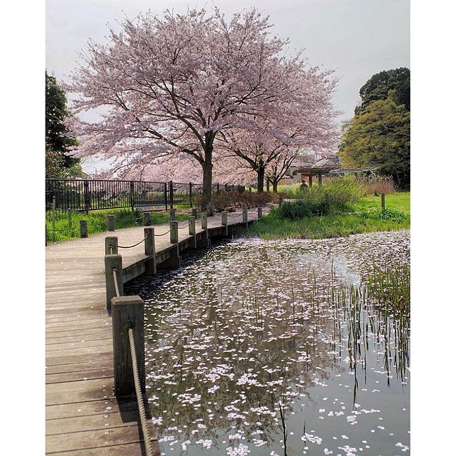 Breathtaking Photograph - 水面が花盛り🌸
#water by Hideki Sato