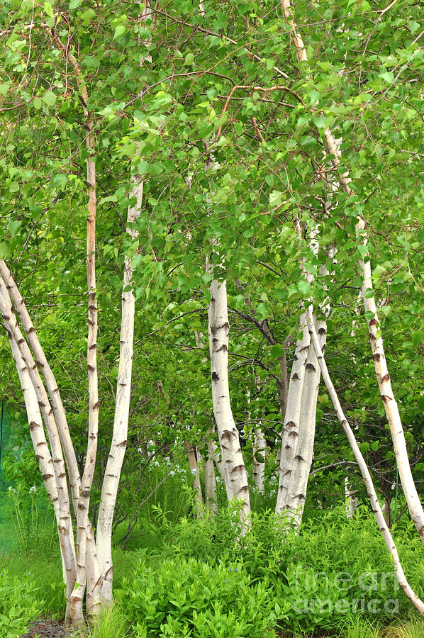 Ny High Line White Birch Trees Photograph by Regina Geoghan