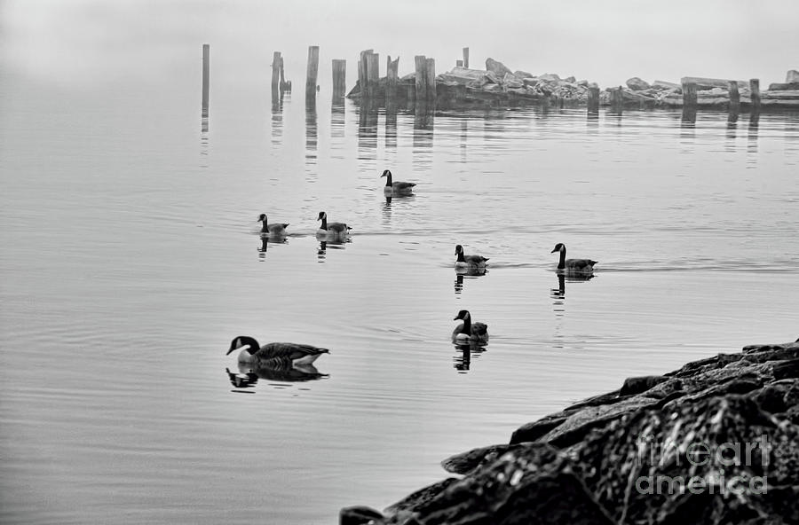 Nyack geese  Photograph by Chuck Kuhn