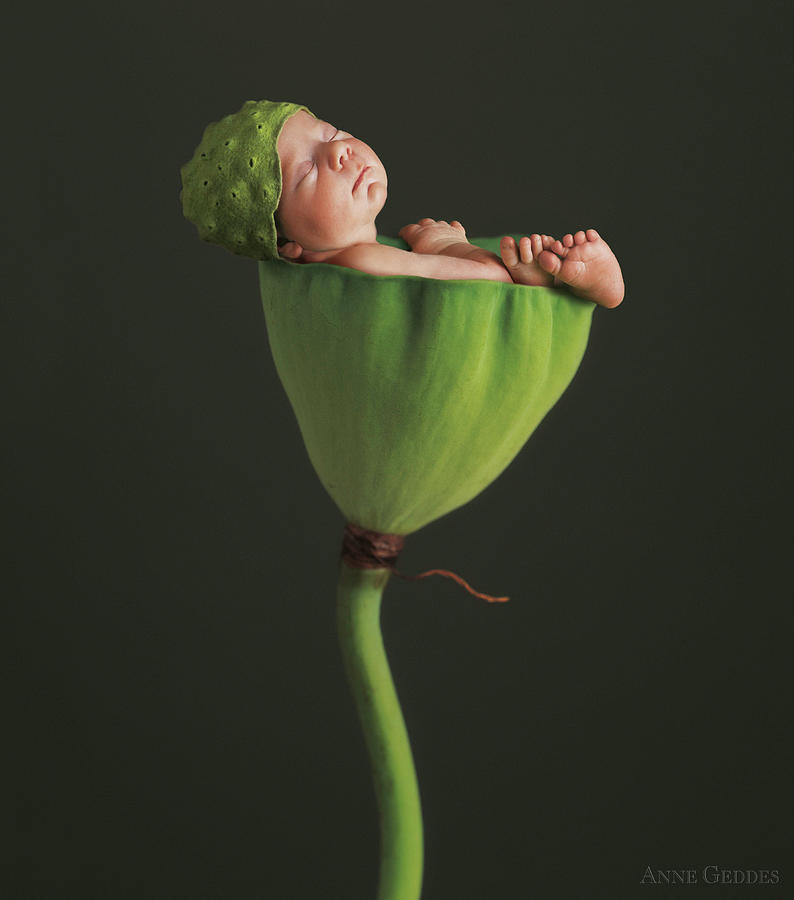 Nature Photograph - Nyah in Lotus Bud by Anne Geddes