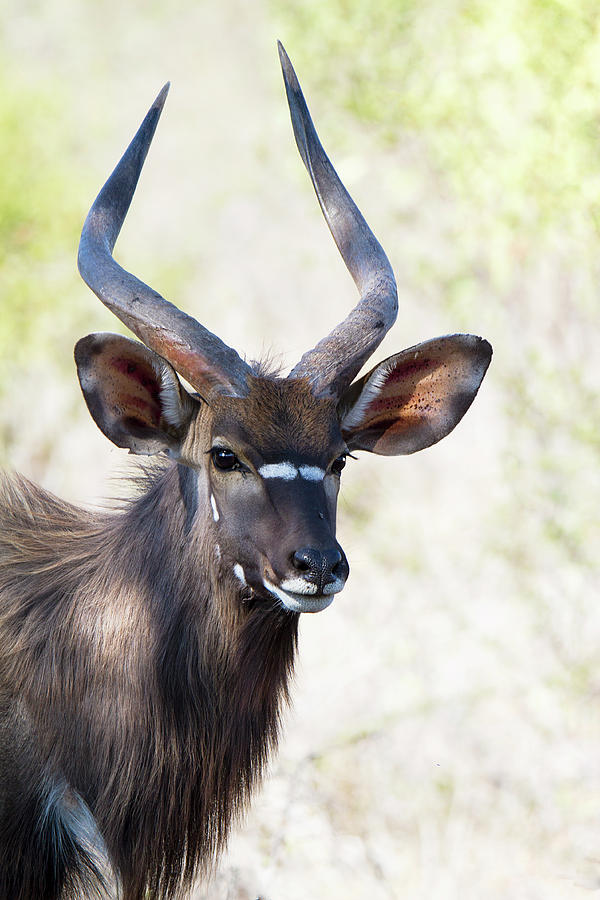 nyala bull