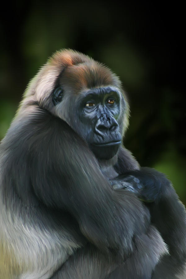 Gorilla Digital Art - Nyango by Julie L Hoddinott