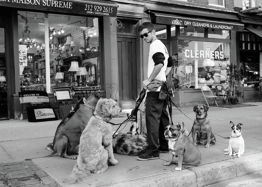 NYC Dogwalker Photograph by Robert Alvarez