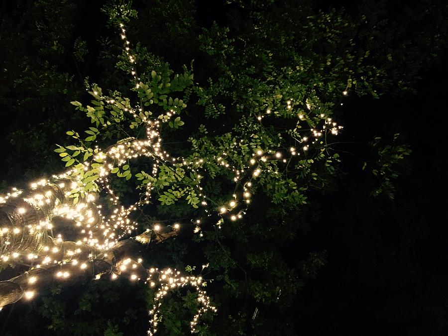 Nyc Tree Holiday Lights Photograph