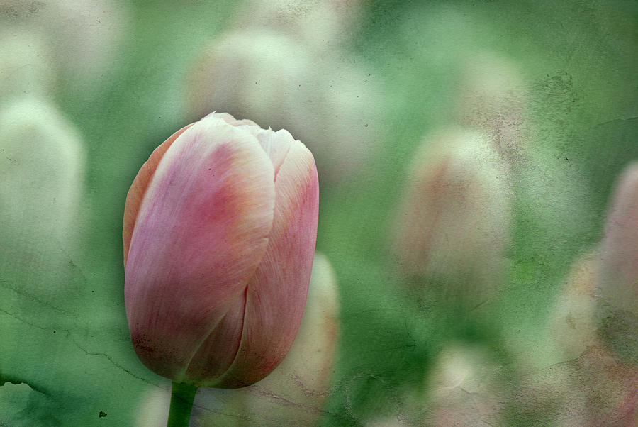 Nyc Tulip Photograph