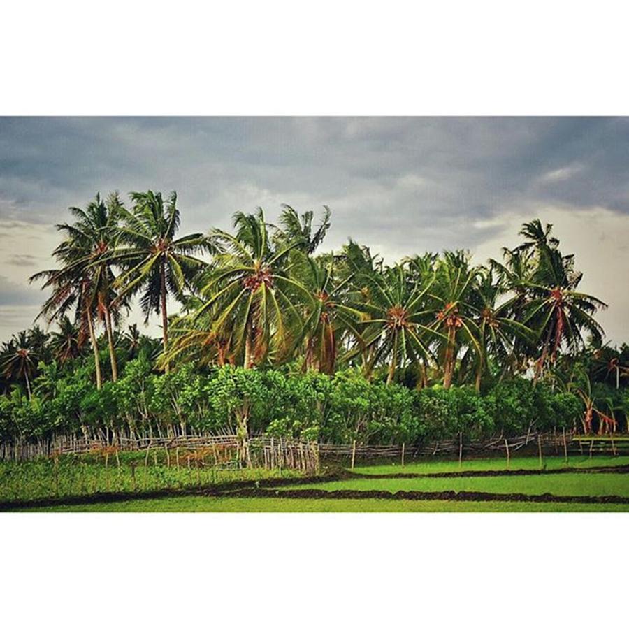 Coconut Photograph - Nyiur Melambai Menyambut Datangnya by Bang Prossa