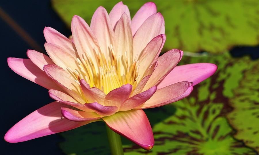 Nature Photograph - Nymphaea Albert Greenberg Tropical Waterlily by Bruce Bley