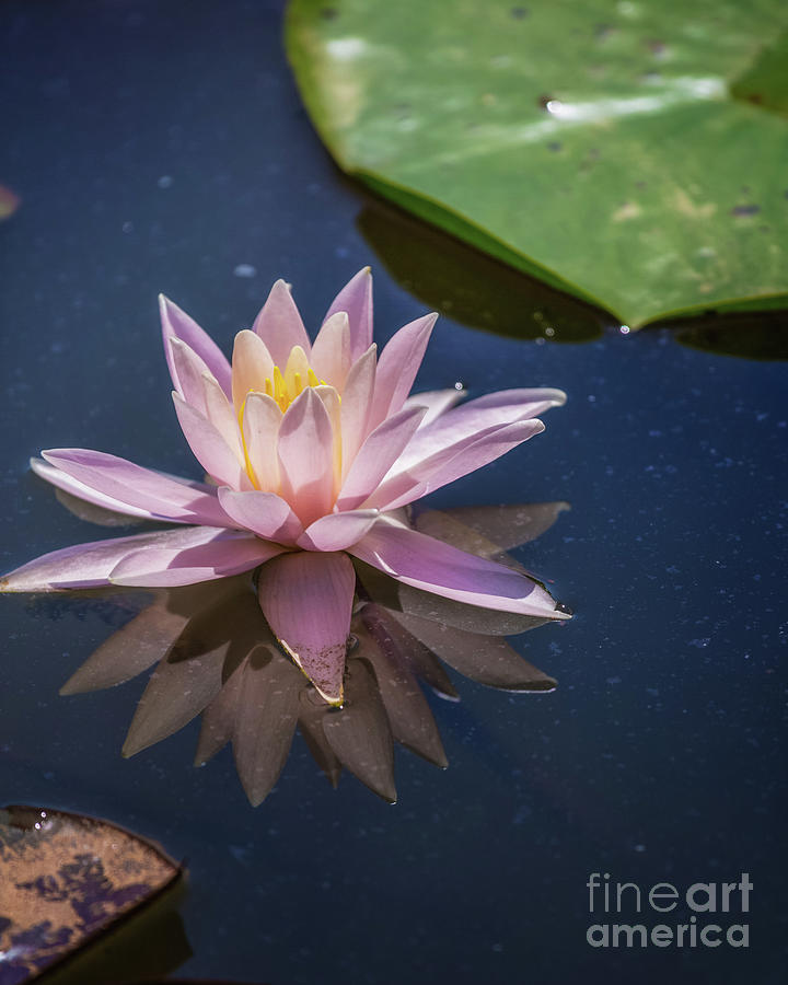 Nymphaea Caroliniana Rosea Water Lily I Photograph by Karen Jorstad