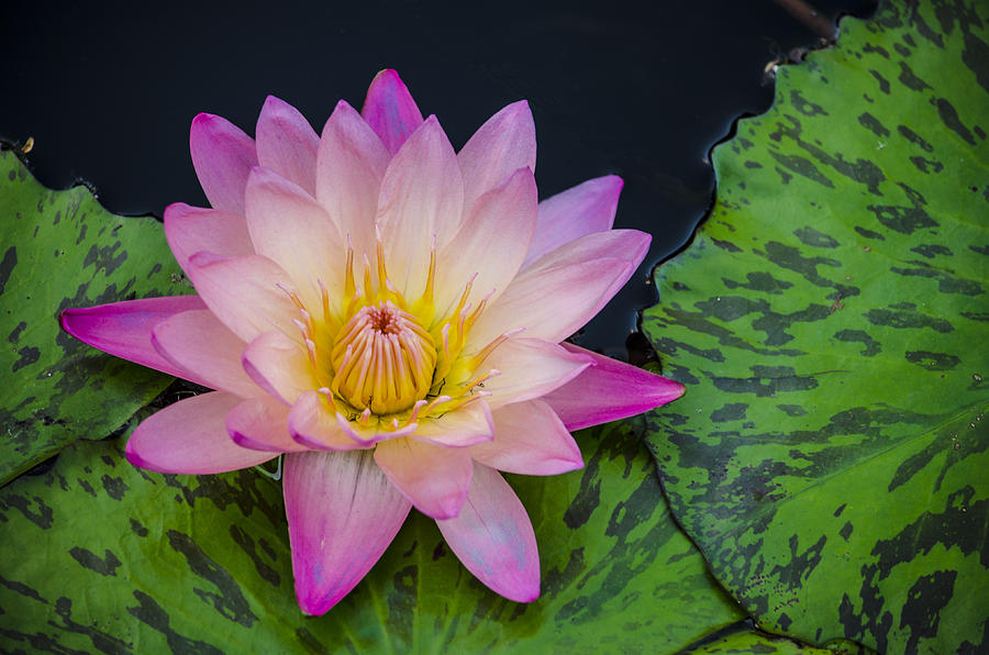 Nymphaea Hot Pink Water Lily Photograph by Deborah Smolinske