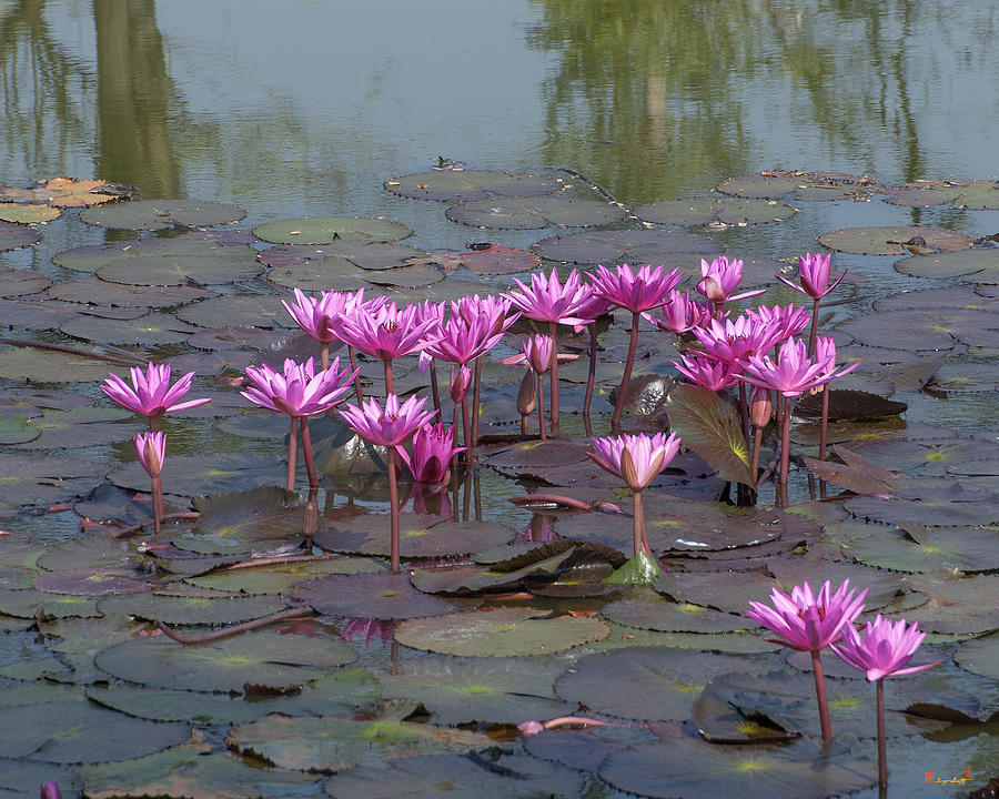 Nymphaea Water Lily DTHST0079 Photograph by Gerry Gantt