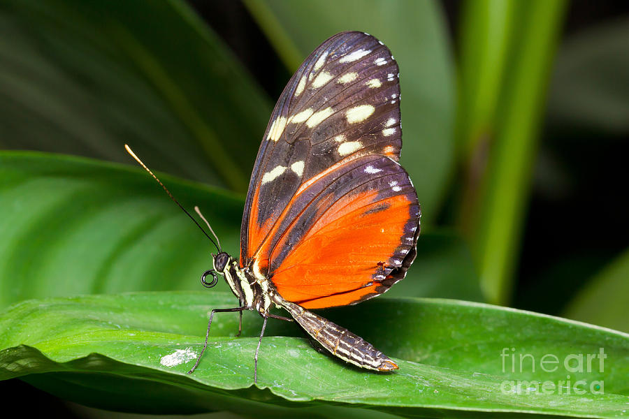 San Jose Photograph - Nymphalid Butterfly by B.G. Thomson