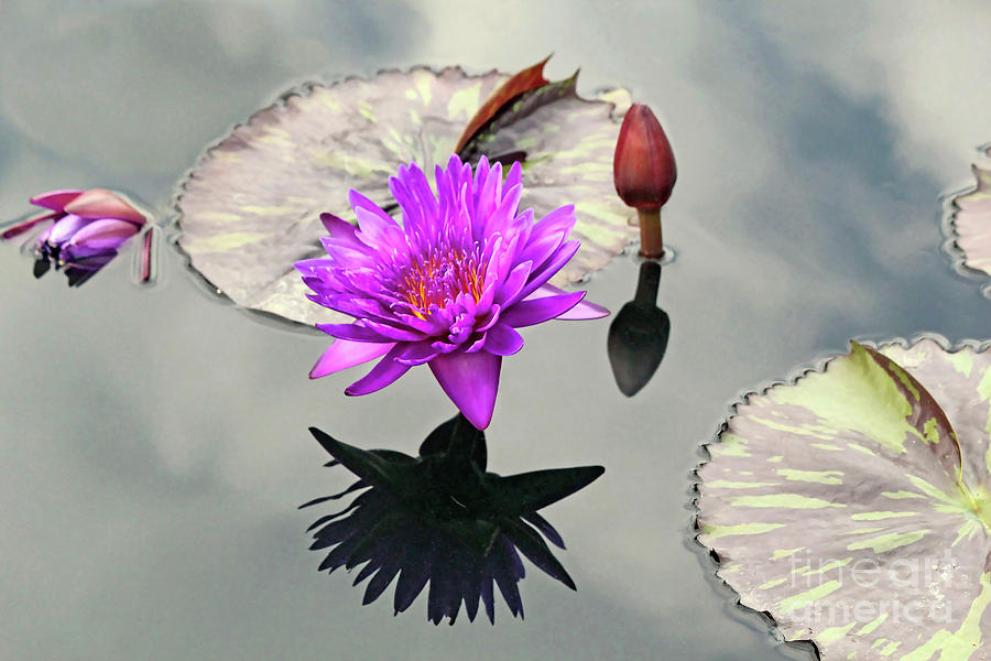 Nympheae Foxfire Water Lily Photograph by Maxine Kamin