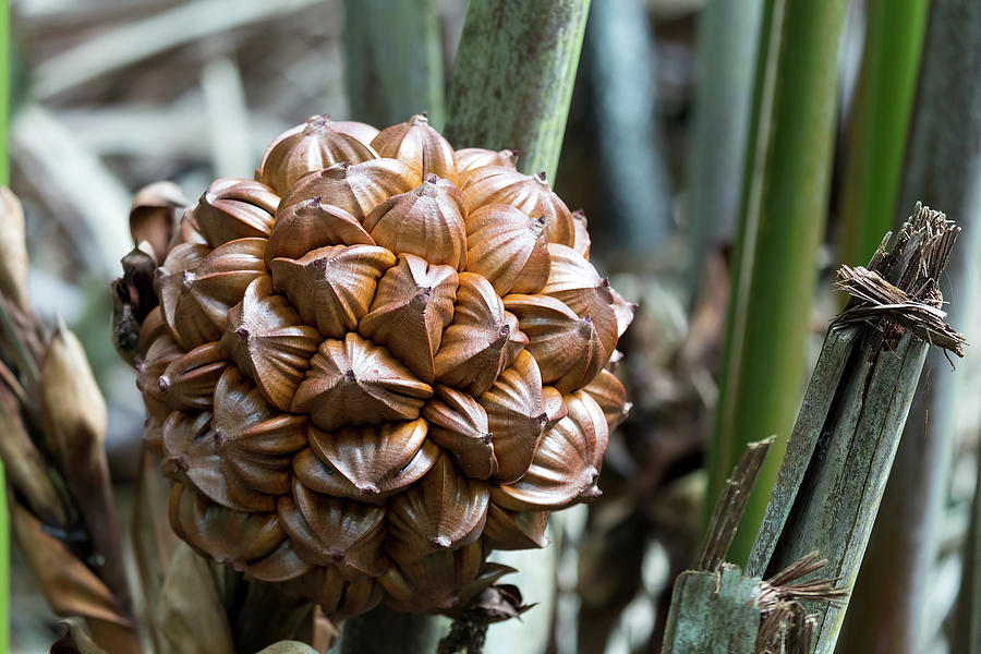 Nypa fruticans Nuts Closeup Photograph by Jit Lim - Fine Art America