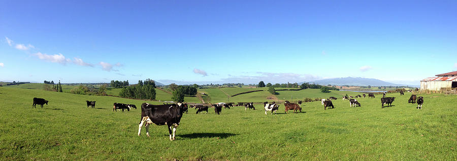 NZ cows 1 Photograph by Les Cunliffe