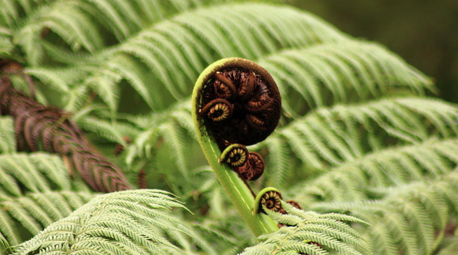 NZ Tree Fern Frond or koru Photograph by Elayne Hand - Fine Art America