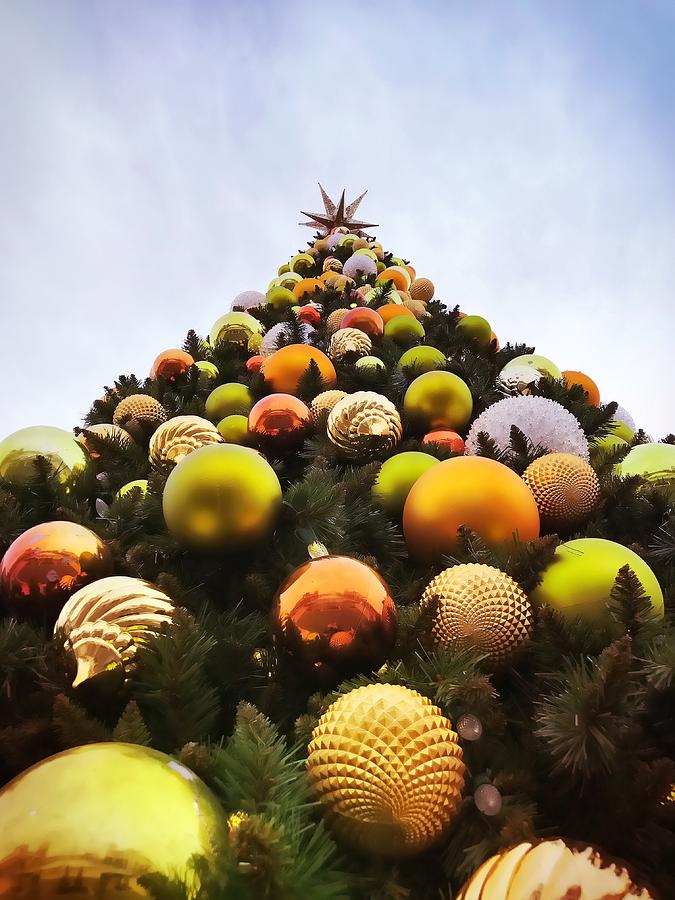 O Christmas Tree Photograph