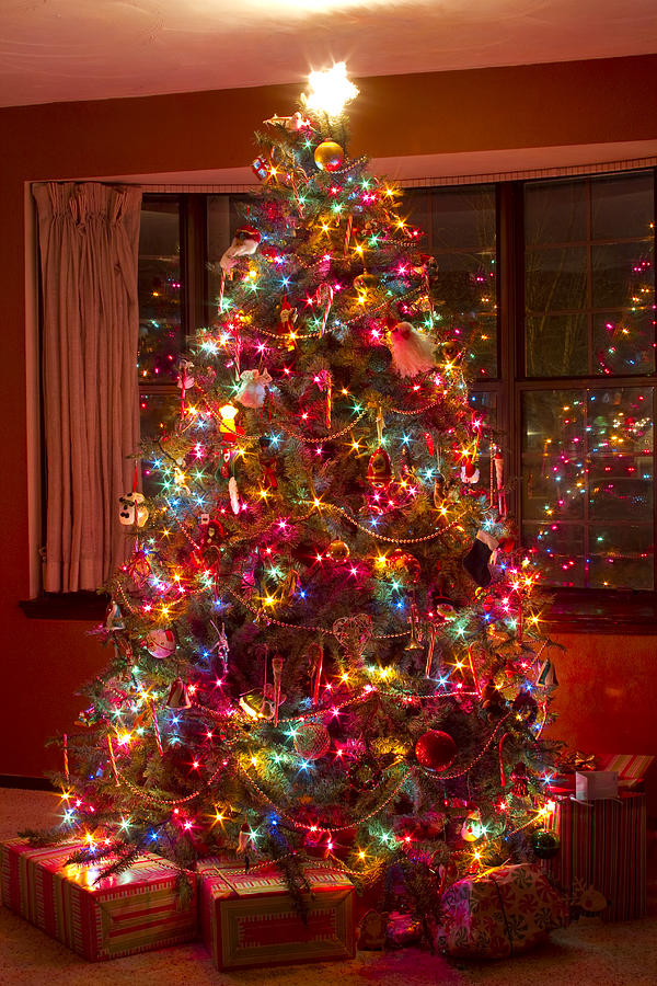 O Christmast Tree Photograph by James BO Insogna