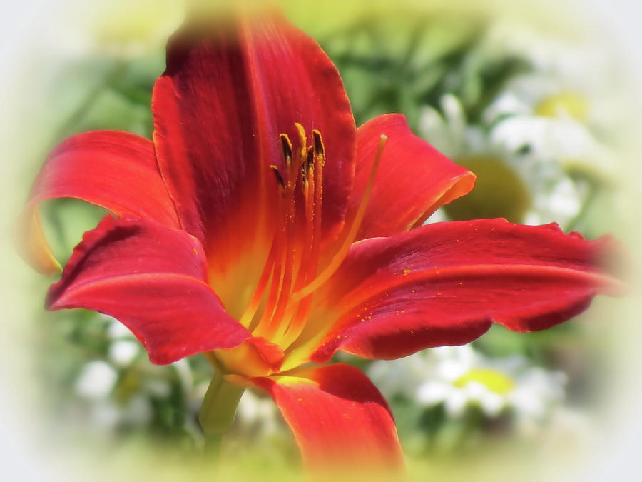 O Red - Daylily Photograph by MTBobbins Photography