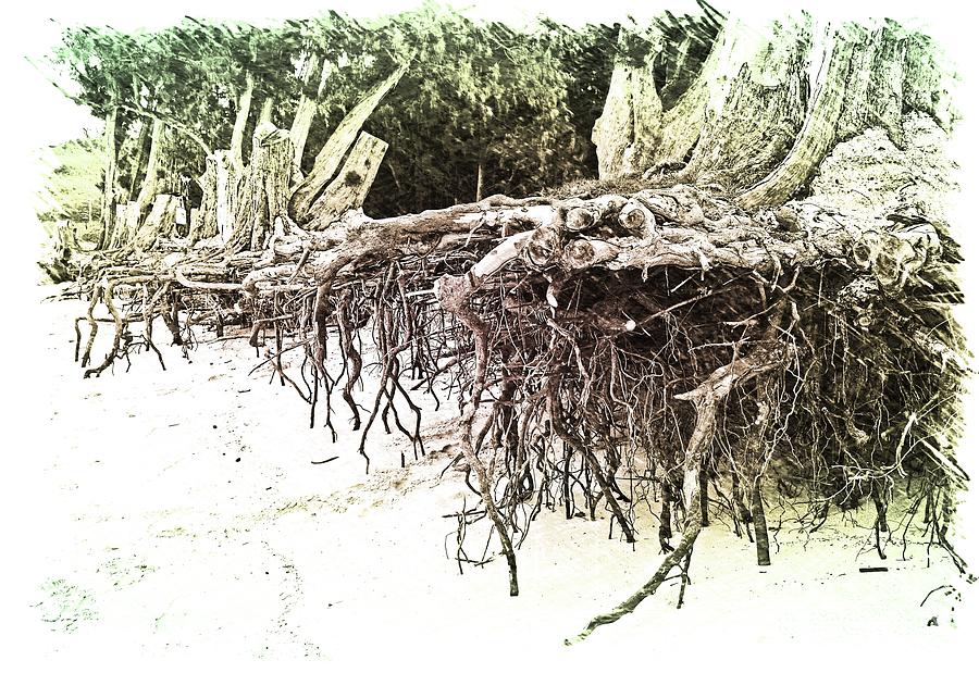Kailua Beach Roots Photograph by Ron Long