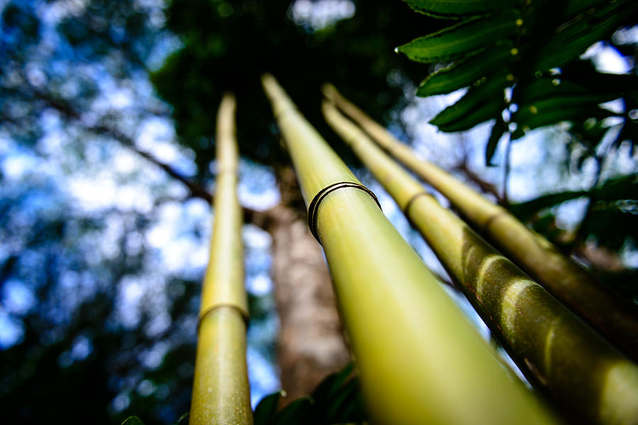 Oahu Hawaii Bamboo Stalks 2 Photograph by Michael Scott
